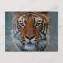 Buscar tigres postales Animal