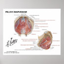 Buscar etiquetado posters Anatomía