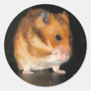 Buscar hamster pegatinas Animales