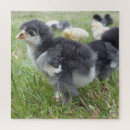 Buscar pájaros puzzles Para él