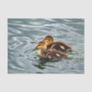 Buscar pato lindo papel de seda Patos