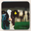 Buscar holstein posavasos Animal