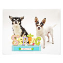 Buscar perro juguete posters Chihuahua