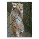 Buscar naranja rojizo tarjetas Gatito