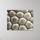 Buscar sapo lienzos Animal