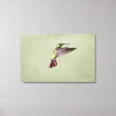 Buscar colibrí lienzos Fotografía