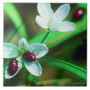 Buscar alimentación azulejos Naturaleza