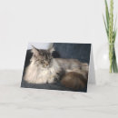 Buscar coon tarjetas 9 º gata