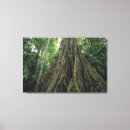 Buscar selva tropical lienzos Vegetación