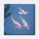 Buscar koi japonés imanes Japón