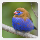 Buscar kenia pegatinas Vida silvestre