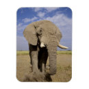 Buscar kenia imanes Parque nacional amboseli
