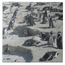 Buscar pingüinos azulejos Para todos