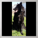 Buscar malinois posters Perro pastor belga