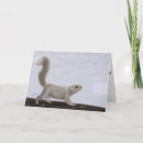 Buscar ardilla del invierno tarjetas Roedor