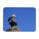 Buscar gaviotas imanes Fotografía