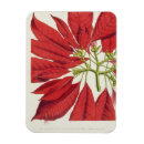 Buscar poinsettia imanes Botánico