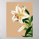 Buscar lirio blanco posters Flor blanca