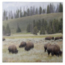 Buscar yellowstone azulejos Al aire libre