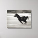 Buscar caballo blanco lienzos Equino