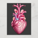 Buscar corazón anatómico postales Anatomía