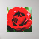 Buscar rosa rojo lienzos Valentina