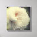 Buscar rosa lienzos Madre