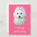 Buscar maltés tarjetas Cachorro