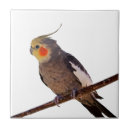 Buscar pájaro del mascota azulejos Loro