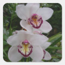 Buscar orquídea blanca pegatinas General y unisex