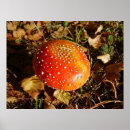 Buscar venenoso posters Amanita