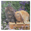 Buscar gato nacional azulejos Horizontal