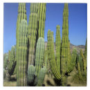 Buscar sonora azulejos Cactus