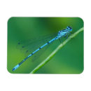 Buscar común imanes Azul
