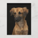 Buscar nariz de perro postales Animales domésticos