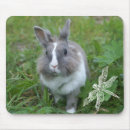 Buscar liebre alfombrillas de raton Mamífero