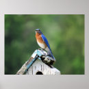 Buscar bluebird posters Bluebird del este