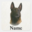 Buscar malinois pegatinas Animal