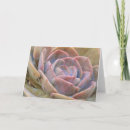 Buscar echeveria tarjetas Jardín
