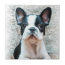 Buscar bulldog azulejos Frenchie