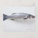 Buscar pescados de comida fotografía Animal