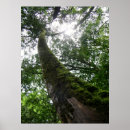 Buscar ciprés posters Naturaleza