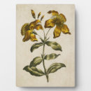 Buscar hierba placas fotograbadas Botánico