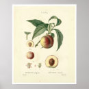 Buscar árbol de melocotón posters Plantas