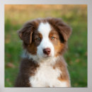 Buscar pastor australiano posters Cachorro
