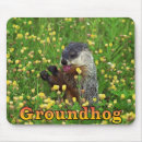 Buscar groundhogs Humor