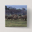 Buscar kenia chapas Vida silvestre