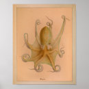 Buscar molusco posters Pulpo