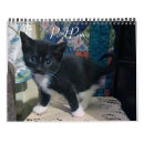 Buscar gatos de tabby calendarios Gatitos