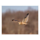 Buscar lechuga posters Animal